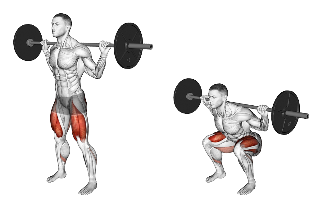 Barbell Back Squat exercise