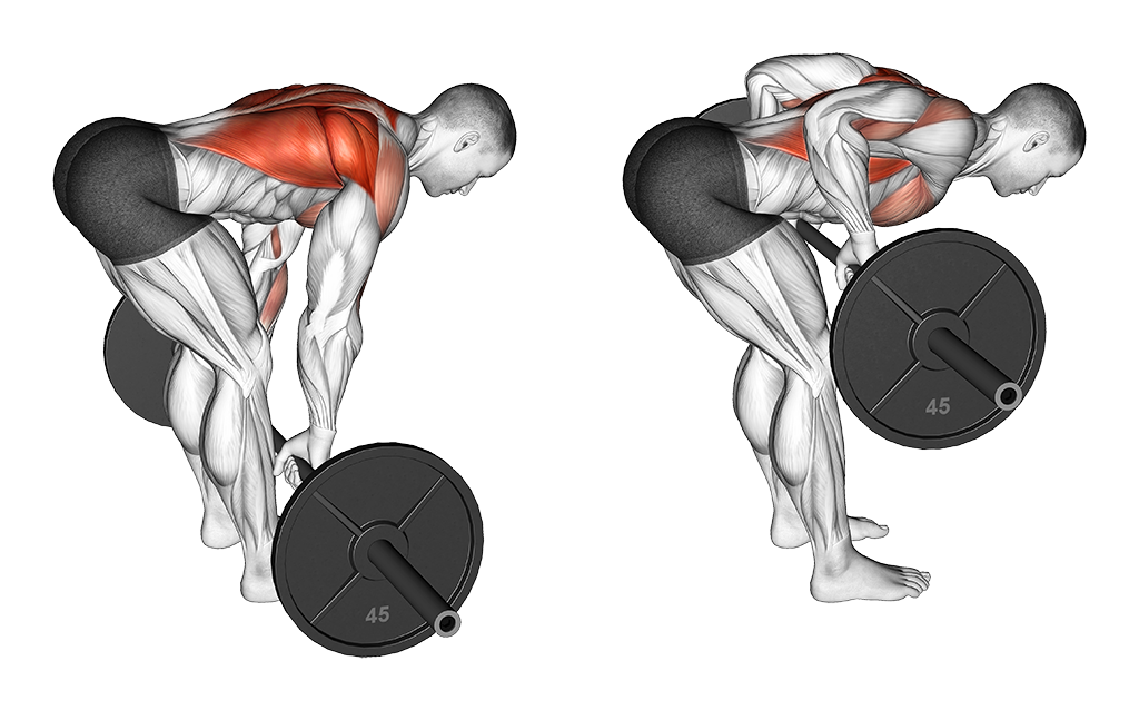 Barbell Bent-Over Row exercise