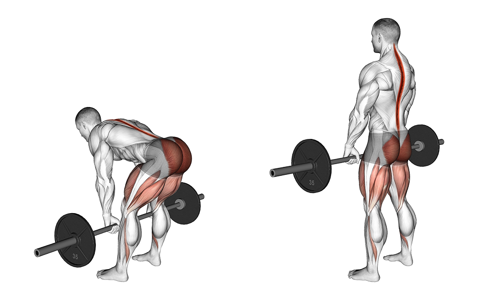 Romanian Deadlift exercise